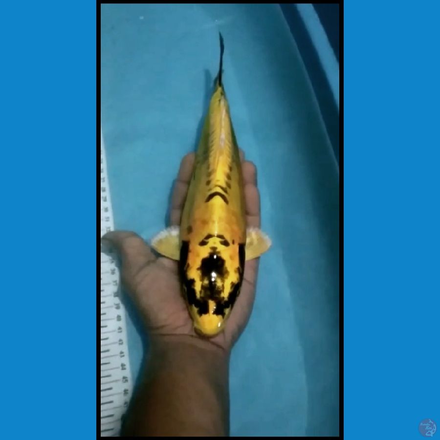 banana koi