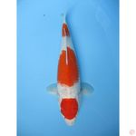 maruten kohaku 39cm