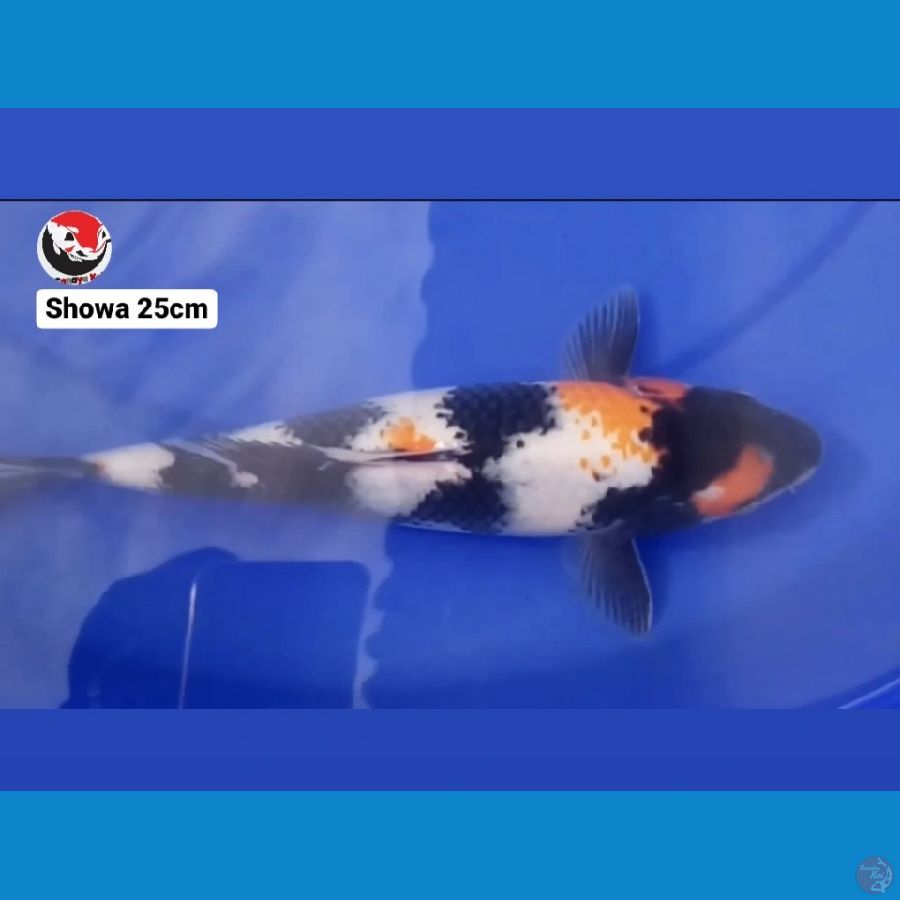 SHOWA 25CM --- CANAYA KOI FARM