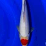 Tc kohaku 33cm