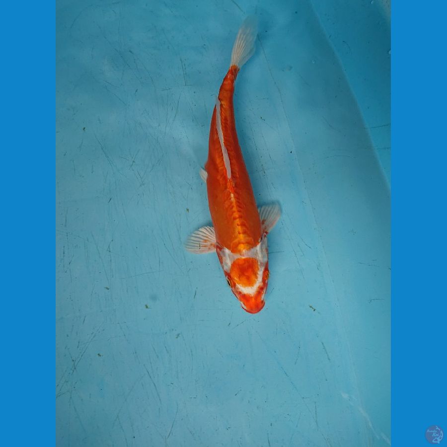 DOItSU ORENJi OGON 31 cm