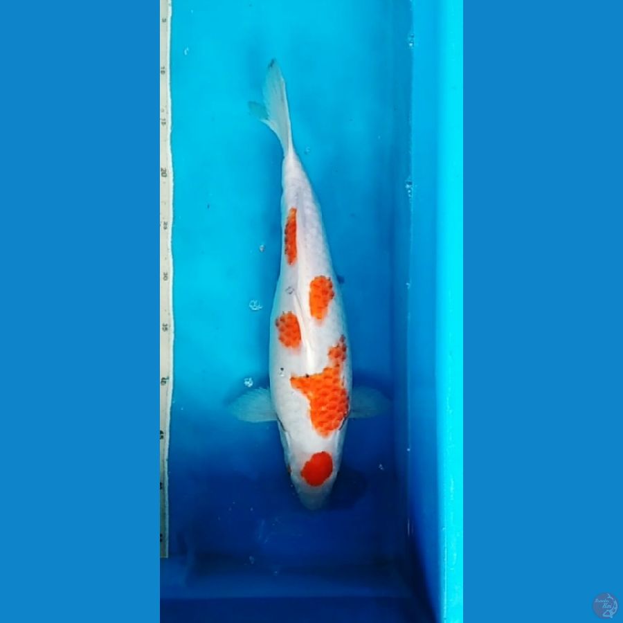 kohaku 45 cm