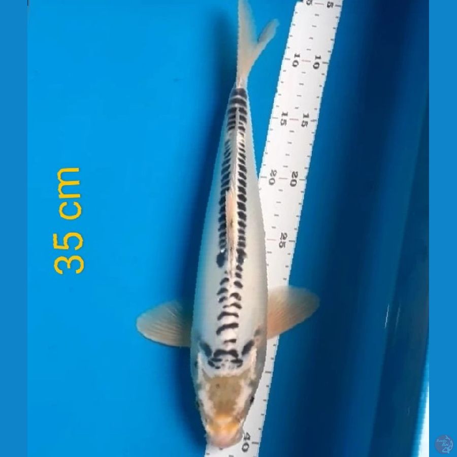 35 cm