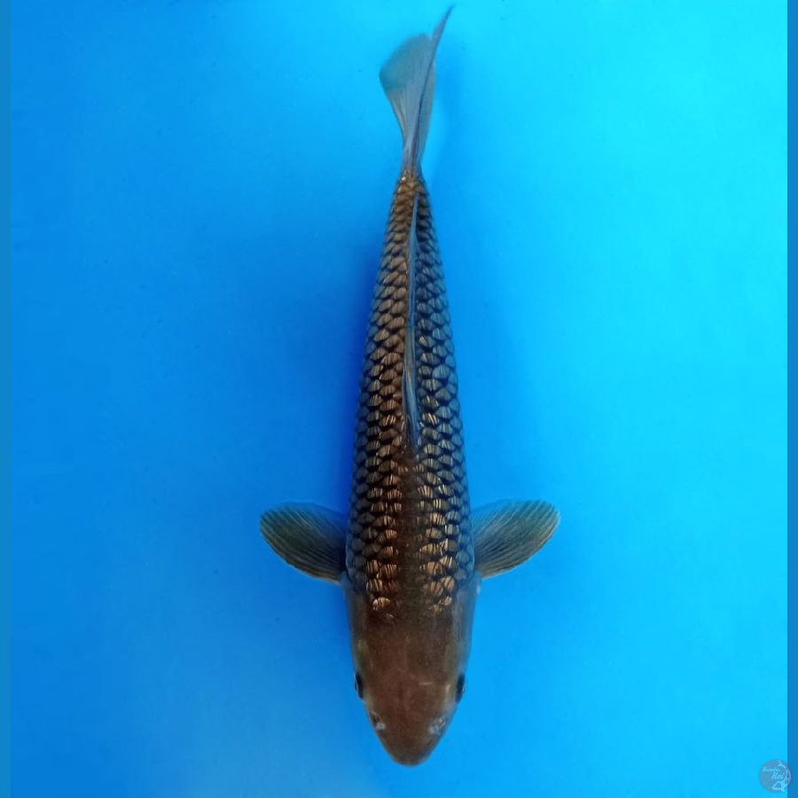 1.BIDORI GIN RIN 41 cm/female