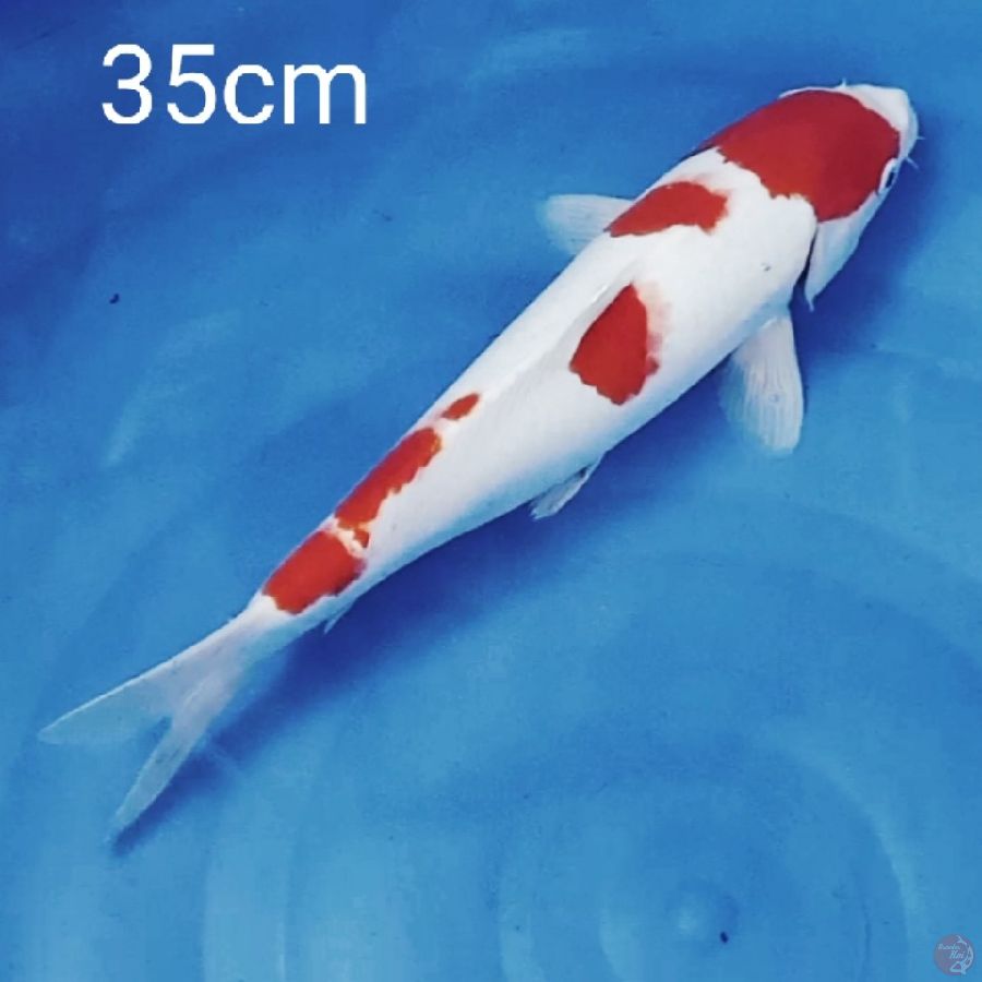 kohaku 35cm