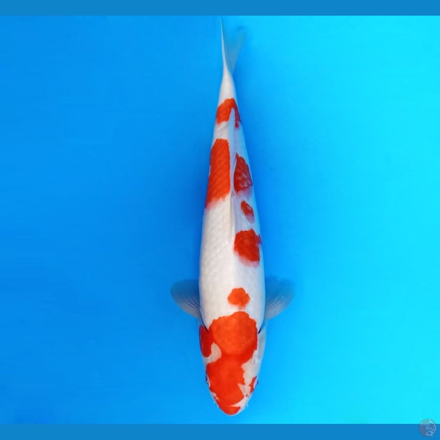 3.KOHAKU 35 cm - female