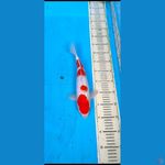 kohaku ginrin .....35cm...... jantan