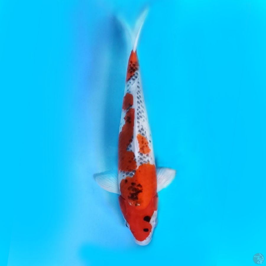 Nezu Goshiki male 39 cm