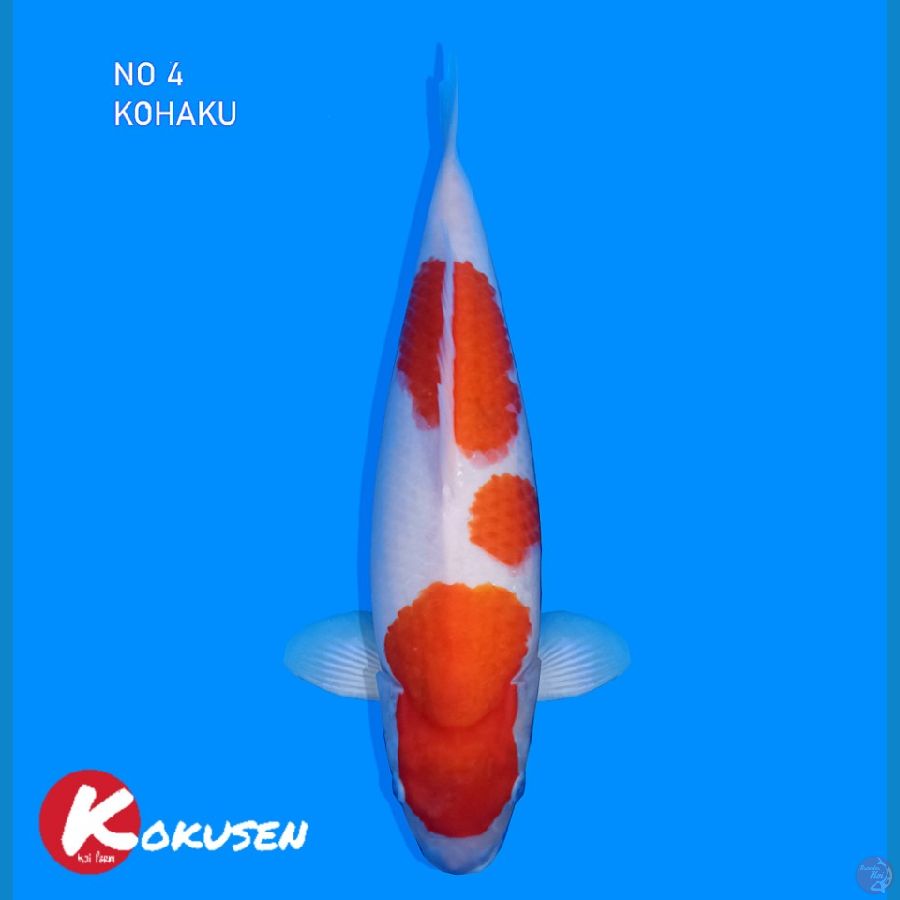 Kohaku Power Bloodline Dainichi