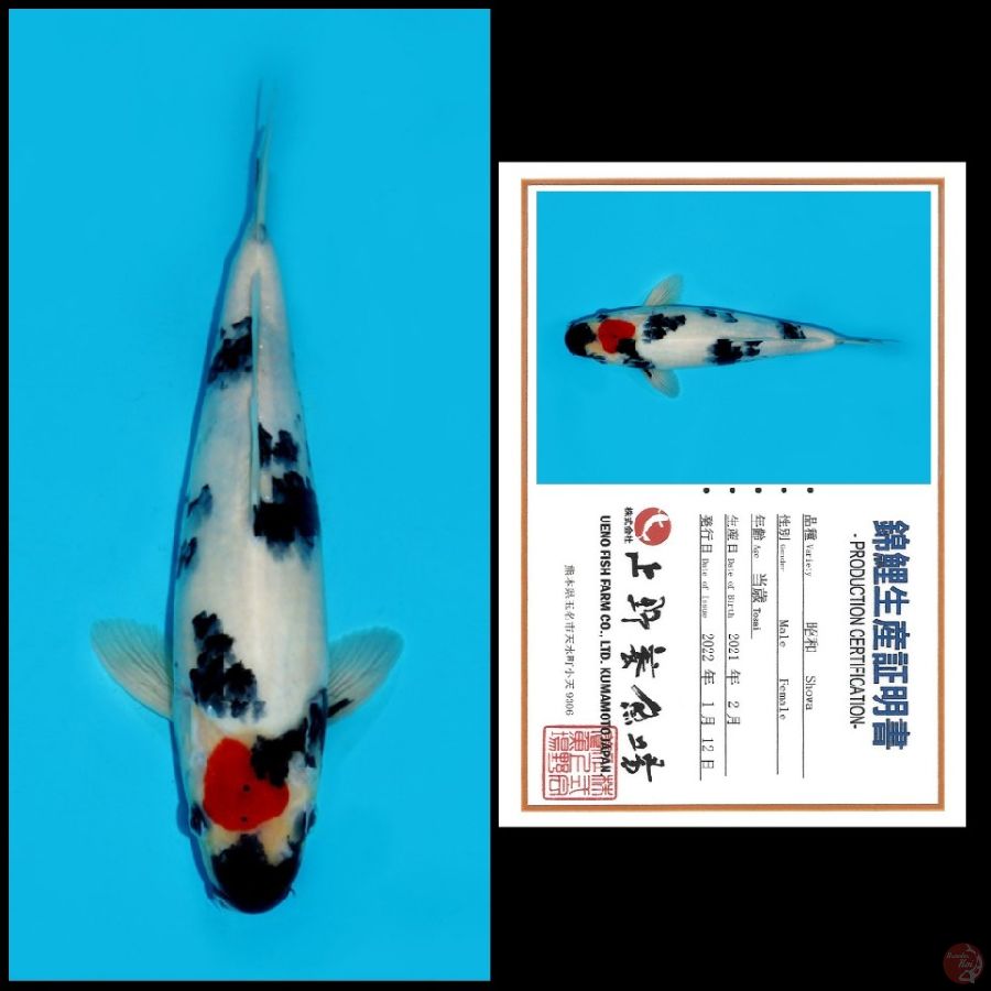 TANCHO SHOWA IMPORT UENO, 31CM