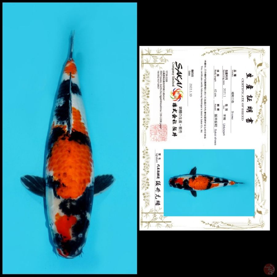 SHOWA IMPORT SAKAI, 41CM