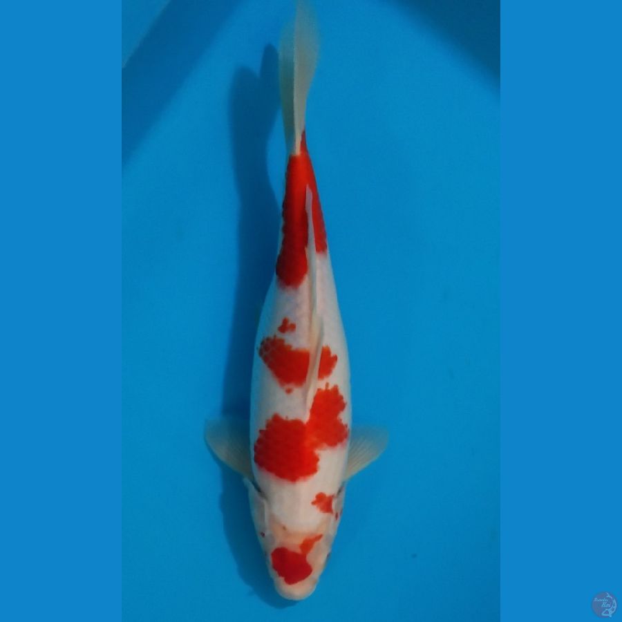 Maroten Kohaku 35cm Female