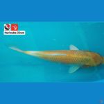 HARIWAKE 33CM --- CANAYA KOI FARM