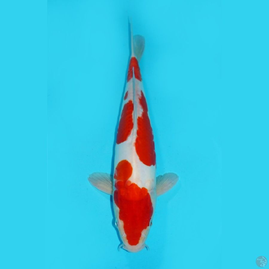 KOHAKU ARAGOKE, 35 CM