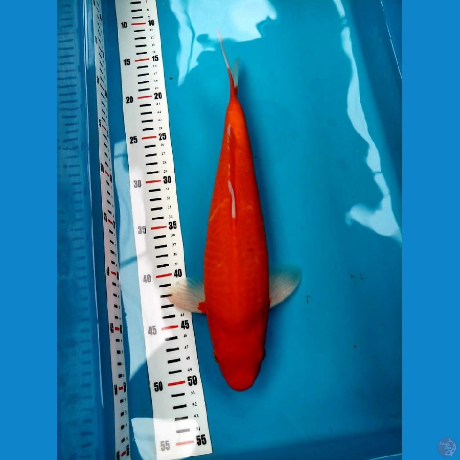 aka hajiro red munuk 37 cm male