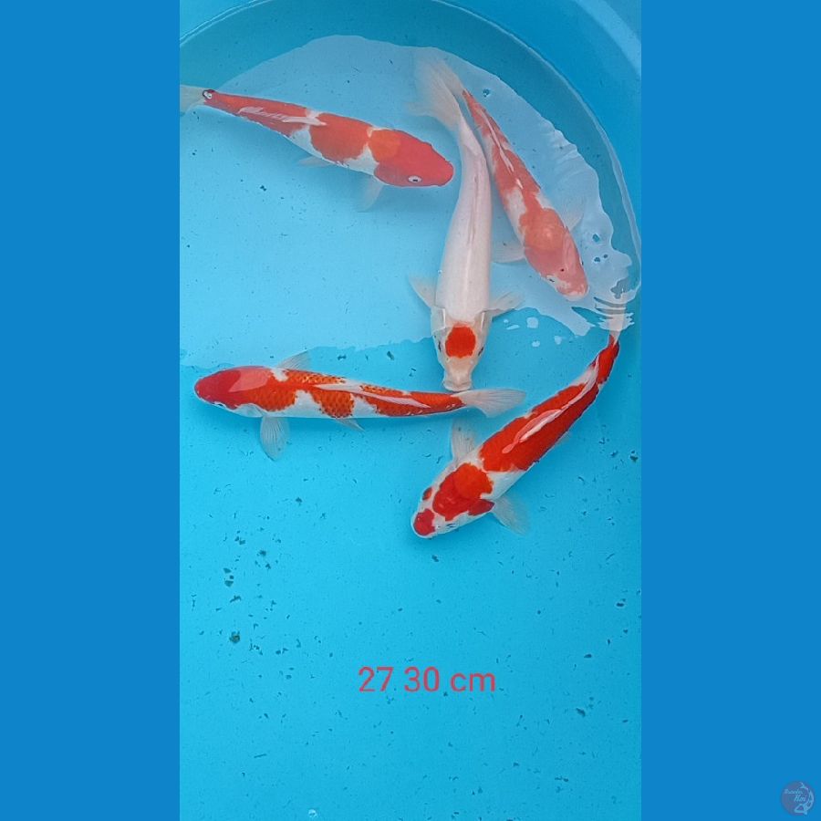 paket kohaku 5ekor 27 30cm