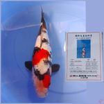 dainichi ginrin showa 40cm