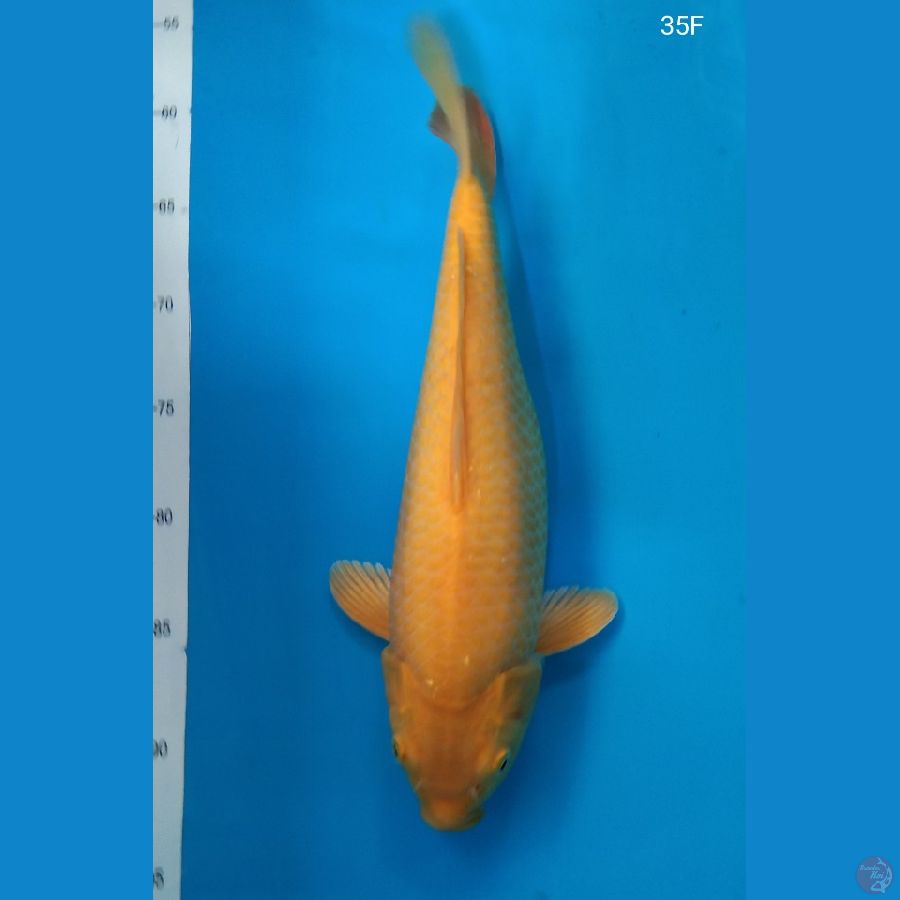 Karashi MH 35cm Female