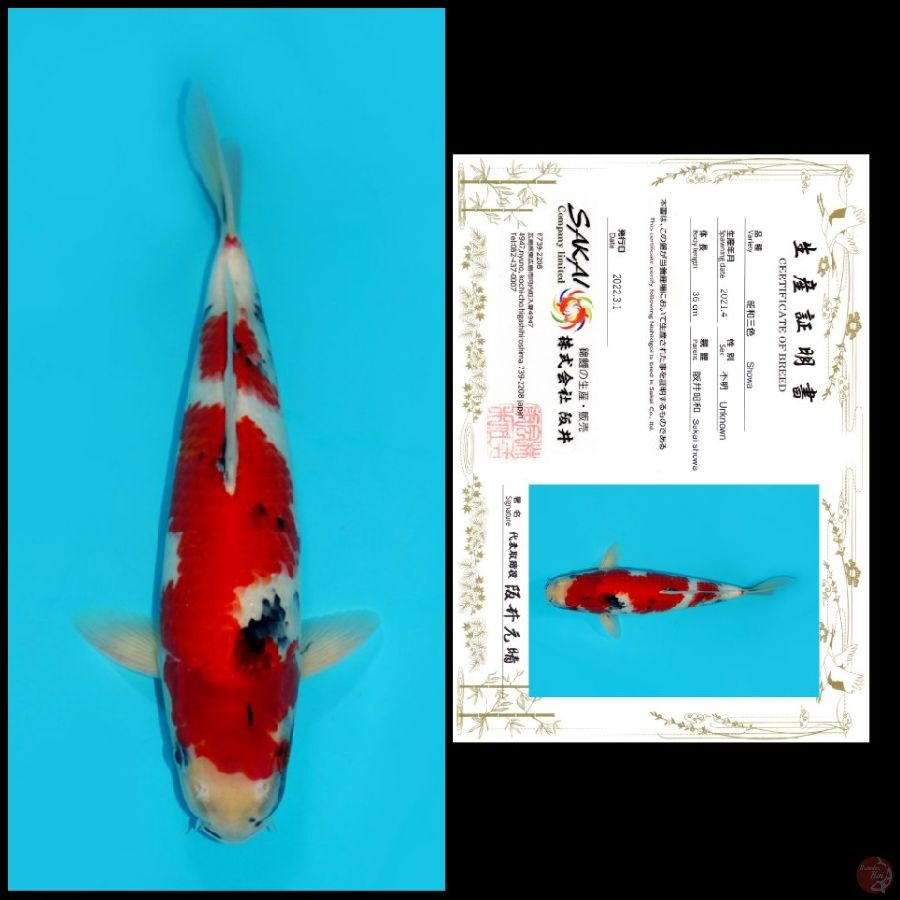 02 ~ SHOWA SAKAI, 36CM, MALE