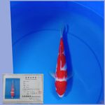 otsuka kohaku 27cm