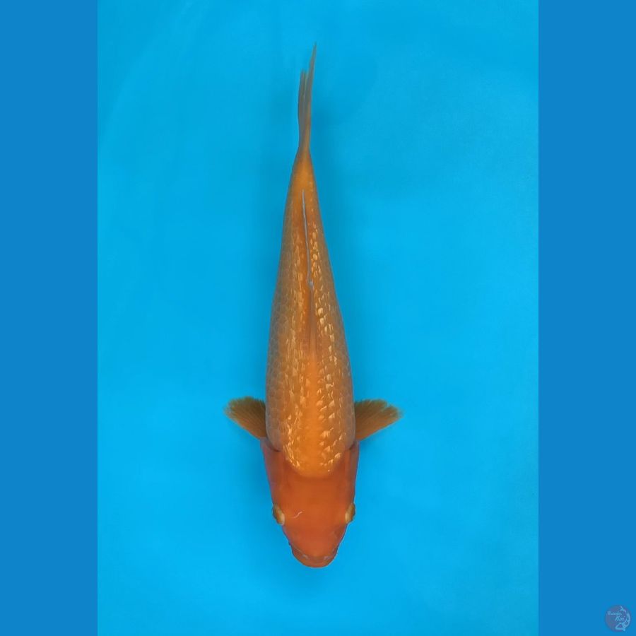 Benigoi Ginrin Punuk 30cm-male