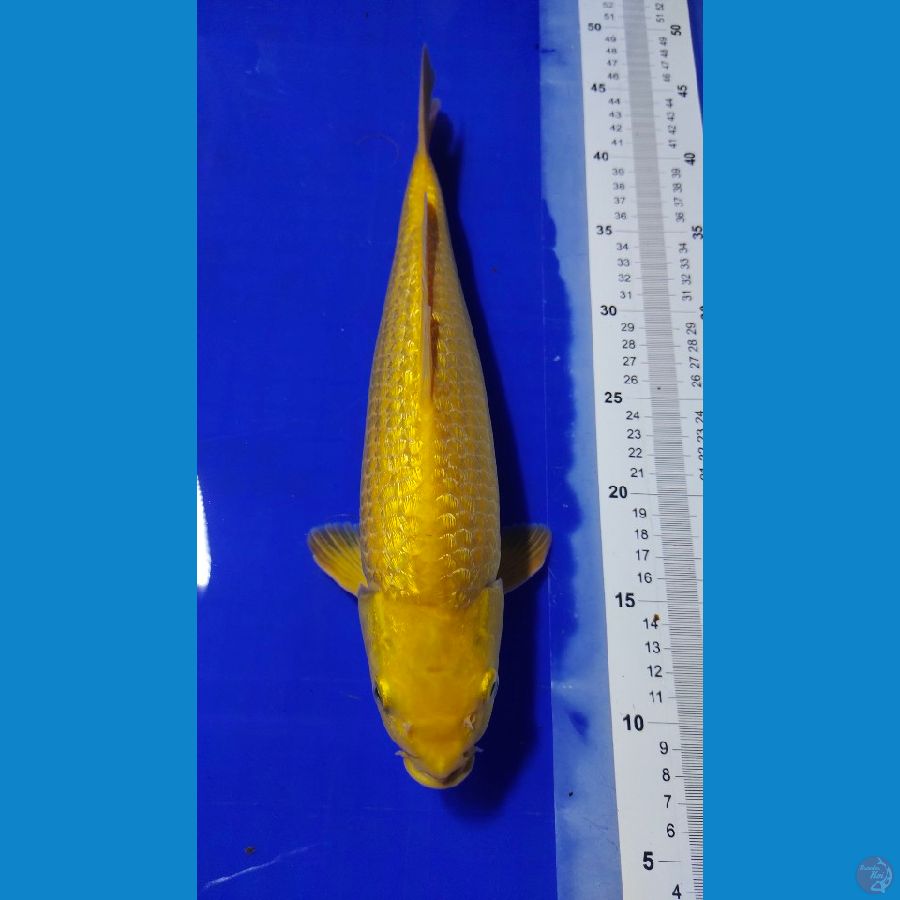 karashi 35cm male