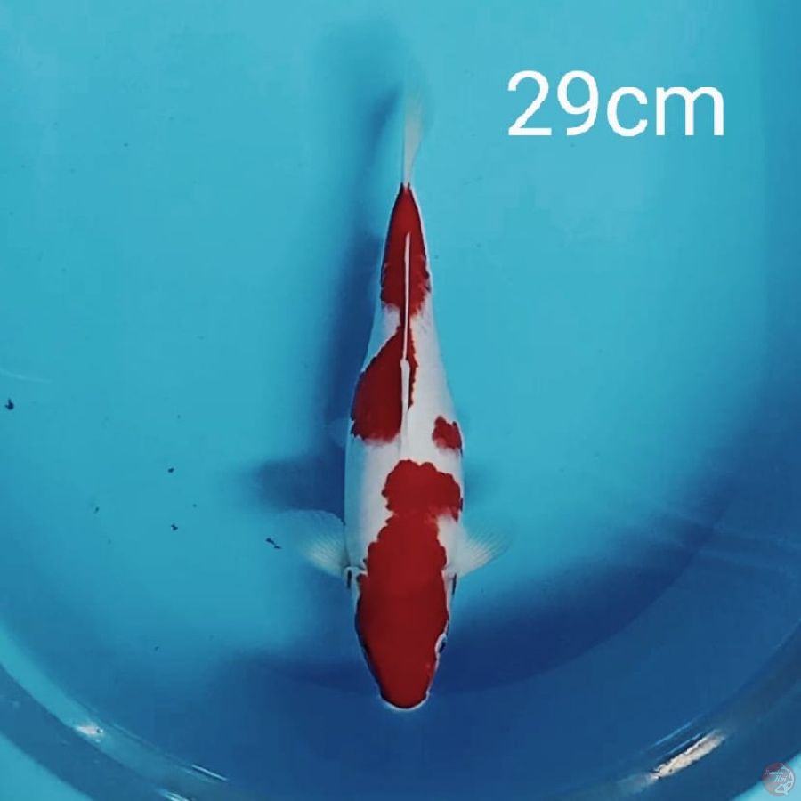 Kohaku 29cm