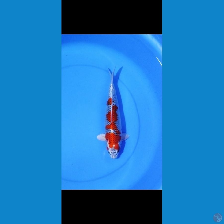 Red kujaku
