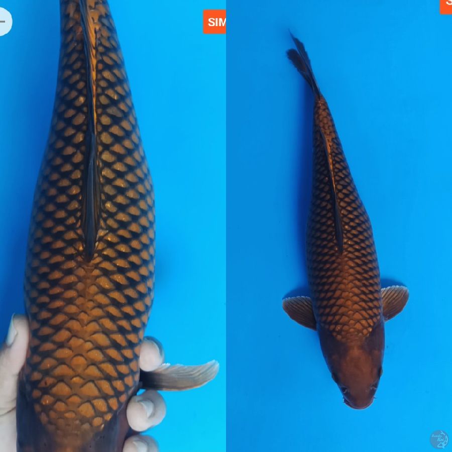 41cm Chagoi jos/female