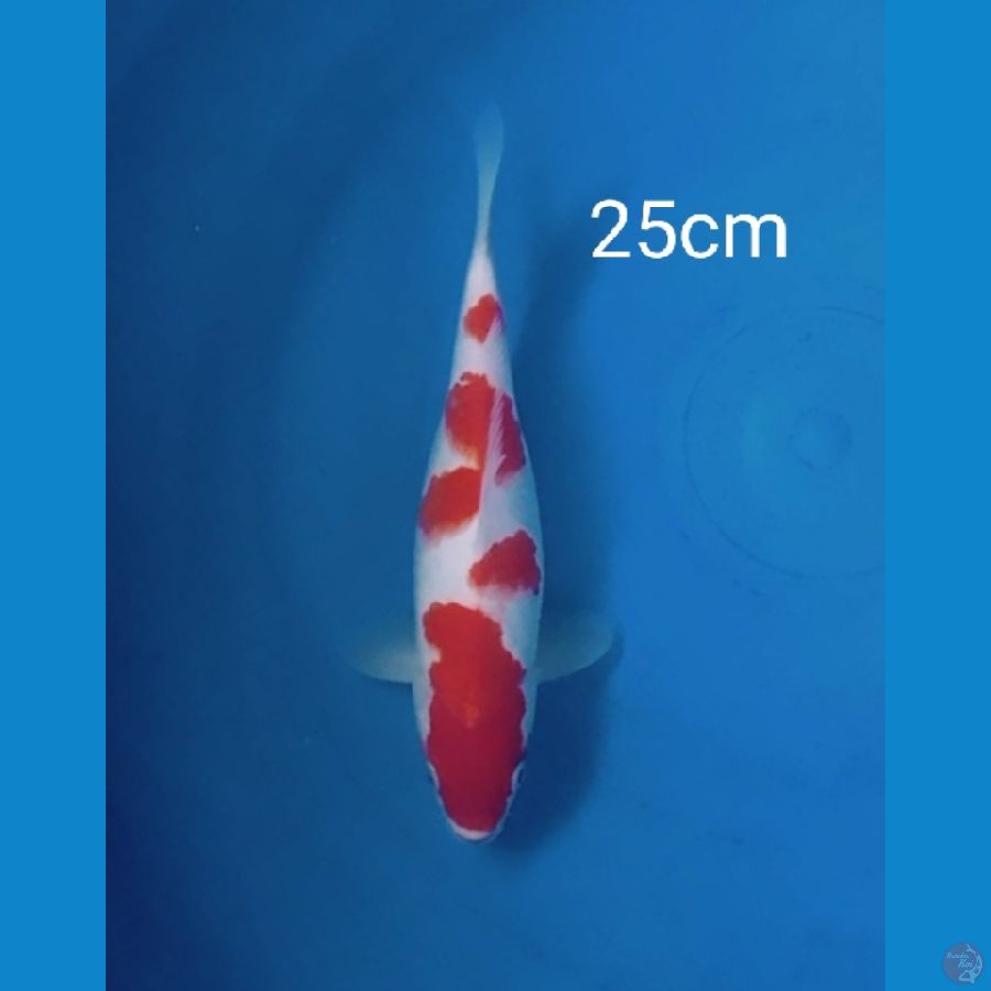 kohaku 25cm