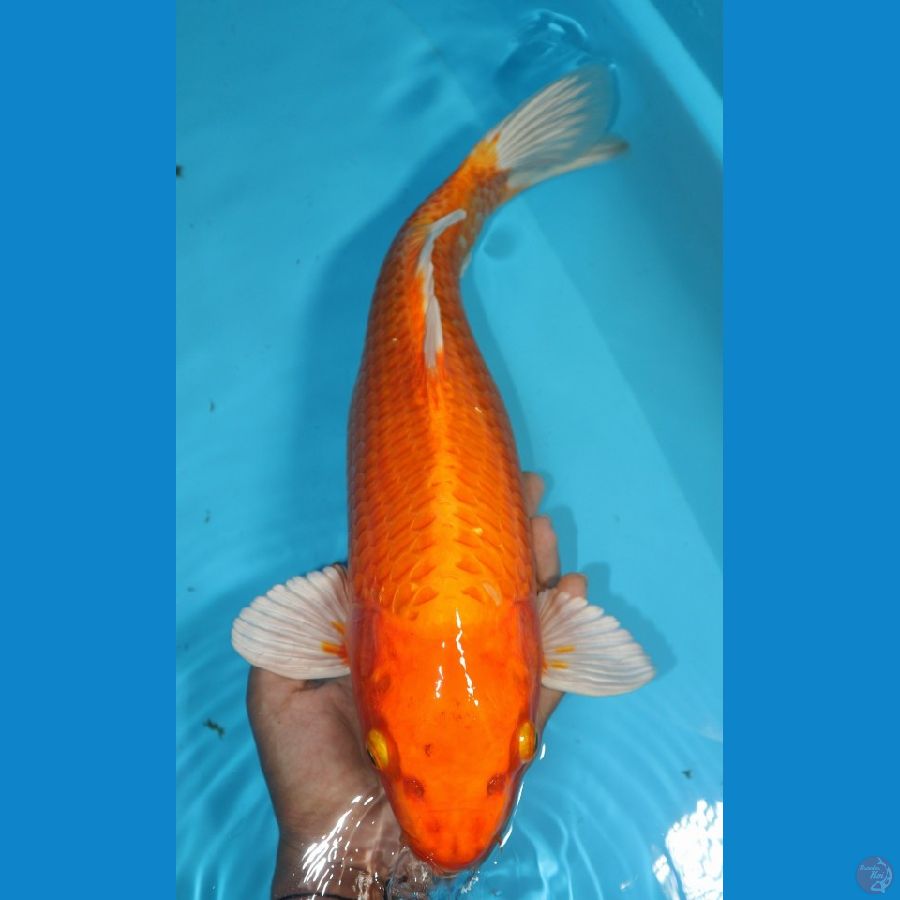 Orenji 40cm Female