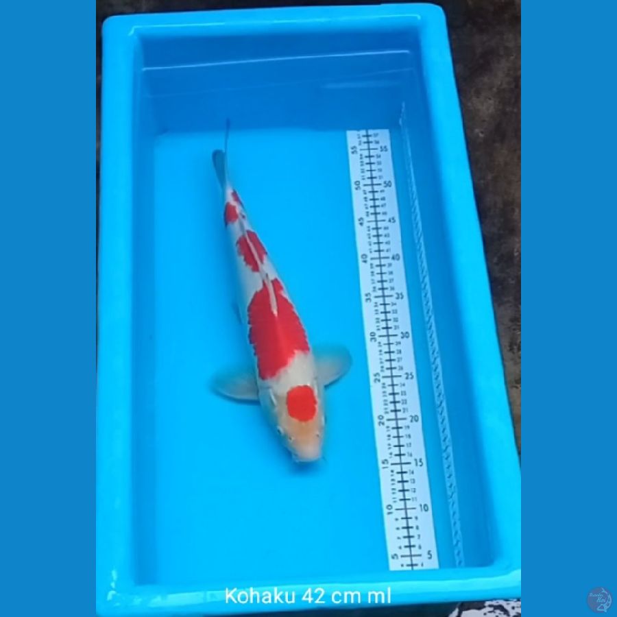 Kohaku