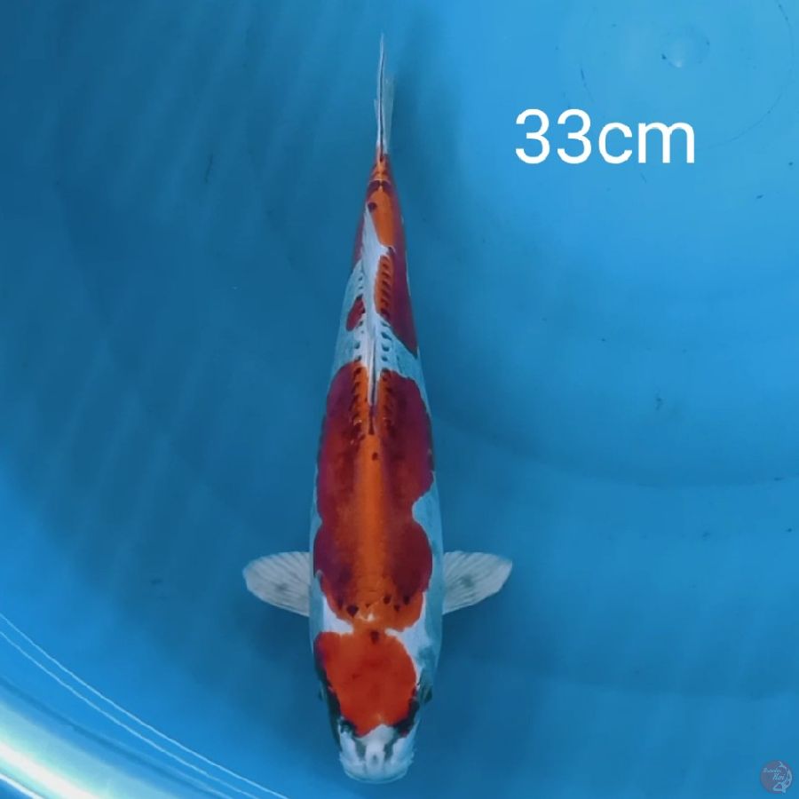 Maruthen benikiko 33cm