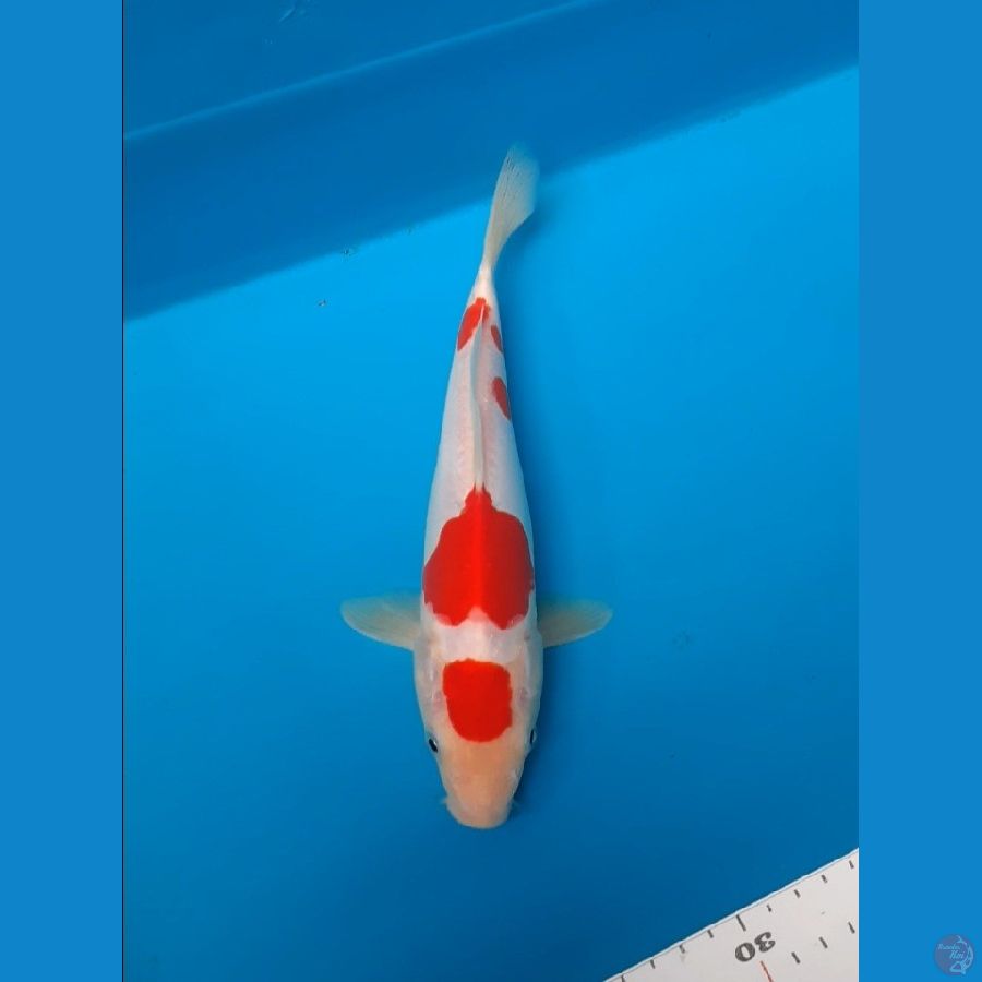 kohaku doitsu 25cm