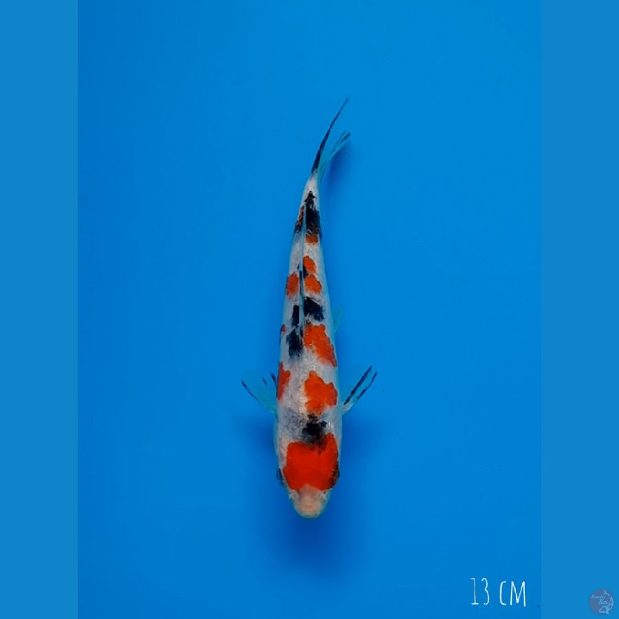 Sanke 13 cm