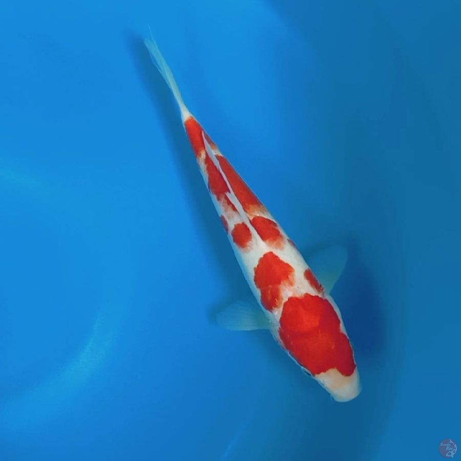 Kohaku 27cm male