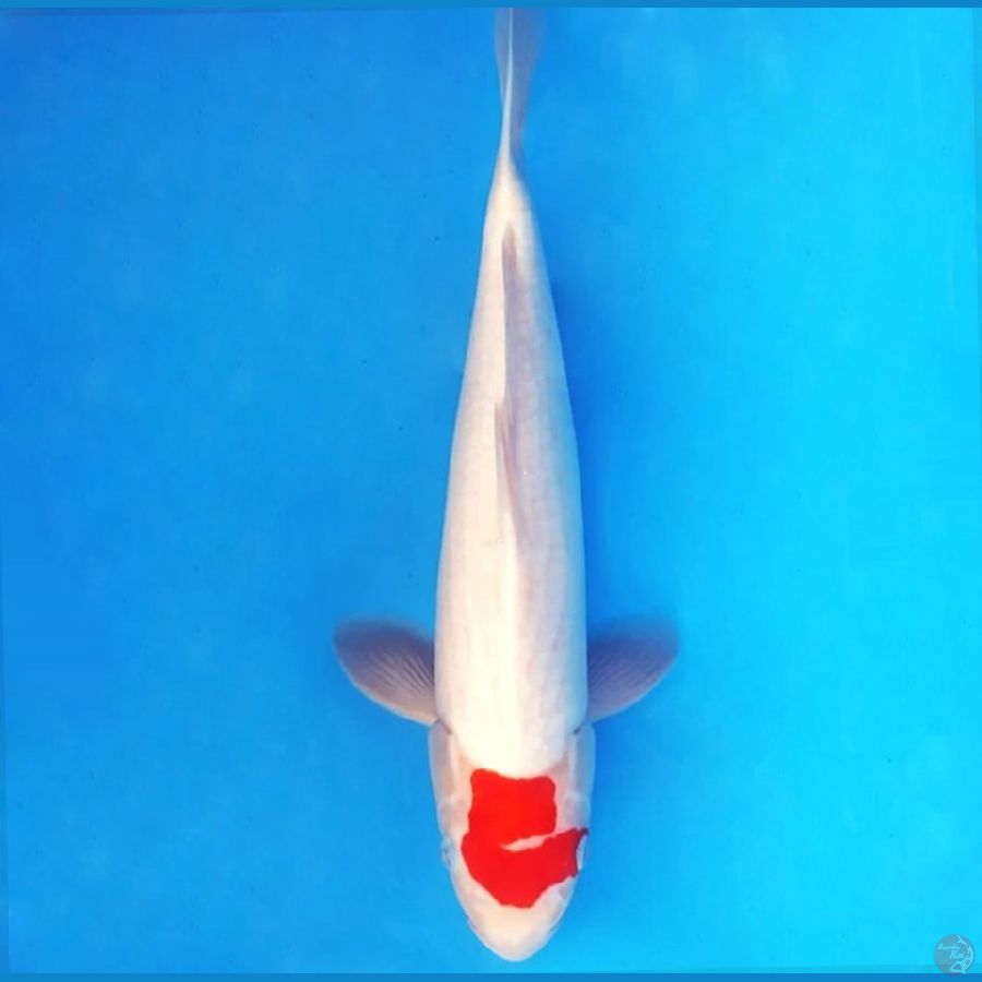 TANCHO KOHAKU ORI 38 cm female