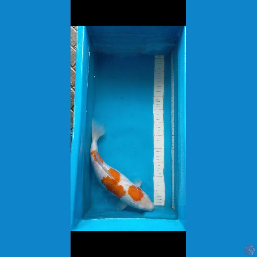 Kohaku 39 cm Female