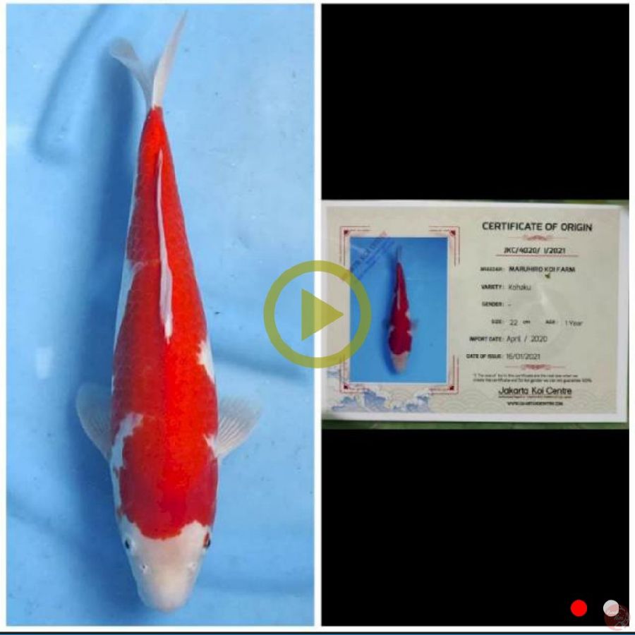 Kohaku import maruhiro 40 cm