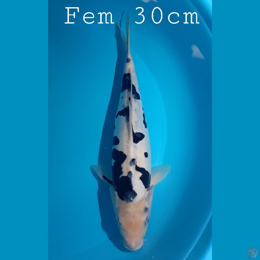 Bekko Doitsu F30cm