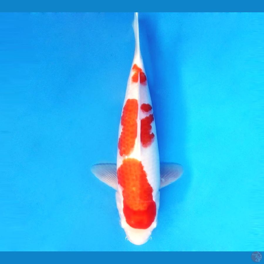 KOHAKU 39 cm/female