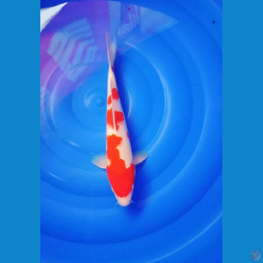 kohaku ori 33Cm/