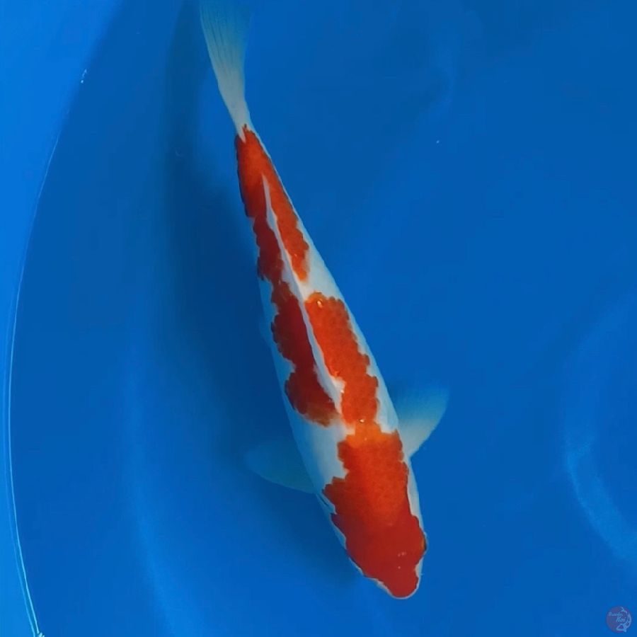 Kohaku inazuma 28cm male