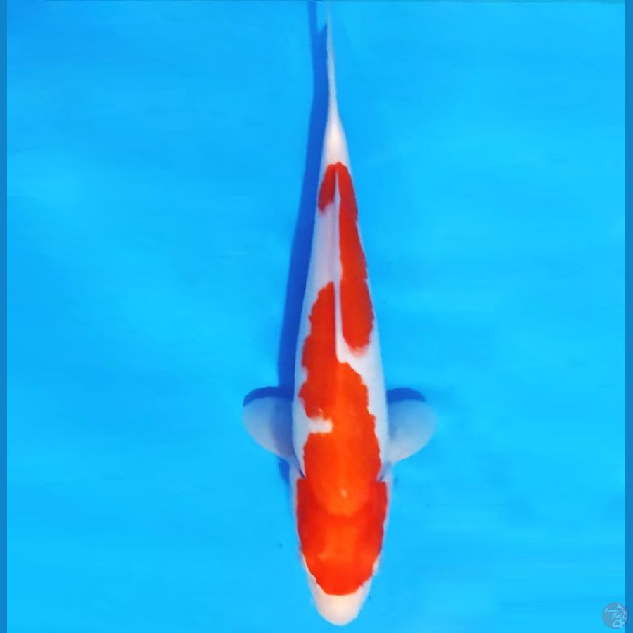 KOHAKU INAZUMA 31 cm female