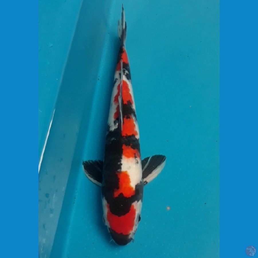 Showa 29 Cm Male