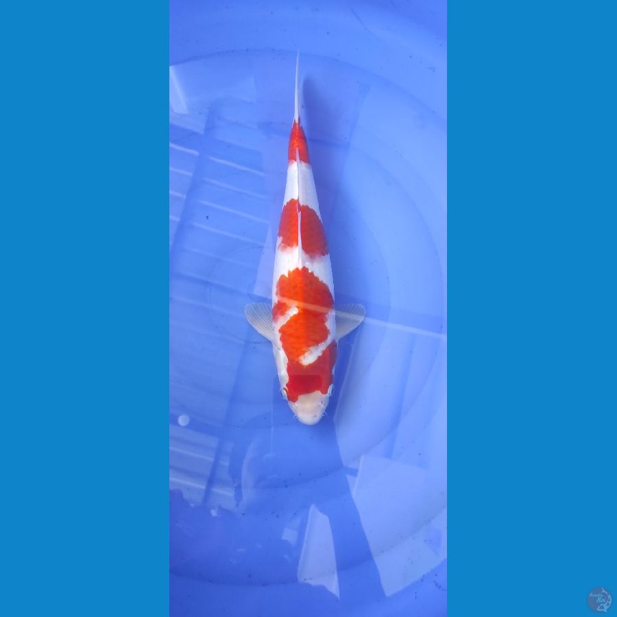 Kohaku Bloodline Goshiki 37cm