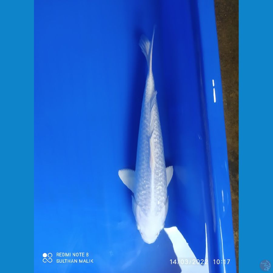 platinum. ginrin 27 cm punuk
