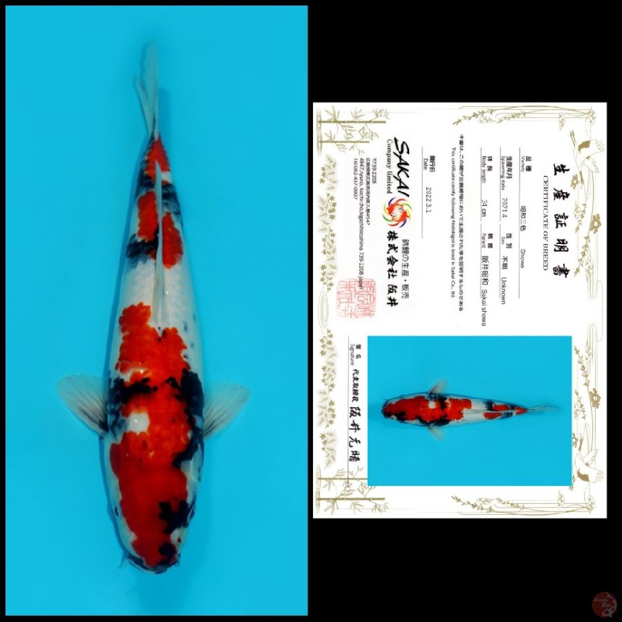 03 ~ SHOWA SAKAI, 34CM, MALE