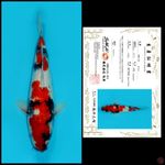 03 ~ SHOWA SAKAI, 34CM, MALE