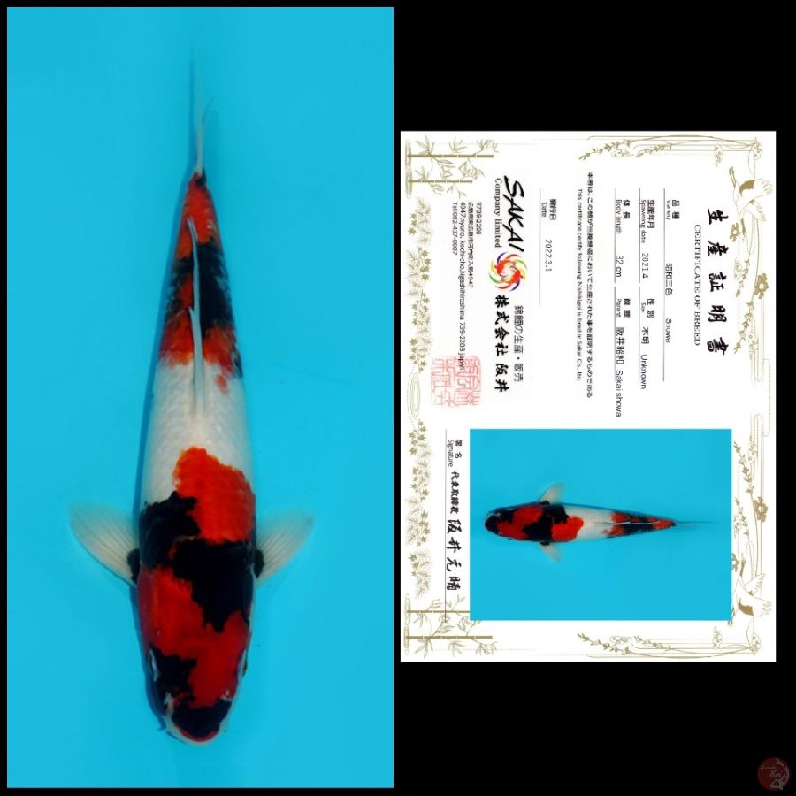 04 ~ SHOWA SAKAI, 32CM, MALE